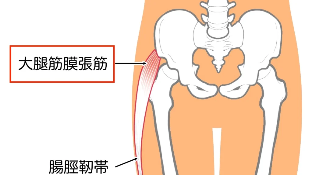 大腿筋膜張筋